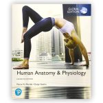 TESTBANK FOR Human Anatomy & Physiology, Global Edition 11th Edition Elaine N. Marieb - QUESTIONS ALL CHAPTERS PDF