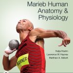 TESTBANK FOR Marieb Human Anatomy & Physiology, 12th edition Katja Hoehn - QUESTIONS ALL CHAPTERS PDF