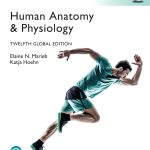 TESTBANK FOR Human Anatomy & Physiology, Global Edition 12th Edition Elaine N. Marieb - QUESTIONS ALL CHAPTERS PDF
